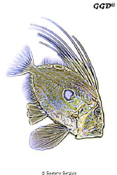 another impression of a john-dory as I see it by Gaetano Gargiulo 